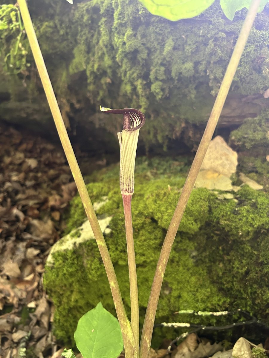 MammothCaveNP's tweet image. Yeah, we’re known as the longest cave in the world, but we have some pretty cool sites on the surface as well.
Jack-in-the-pulpit(Arisaema triphyllum) at the historic entrance.