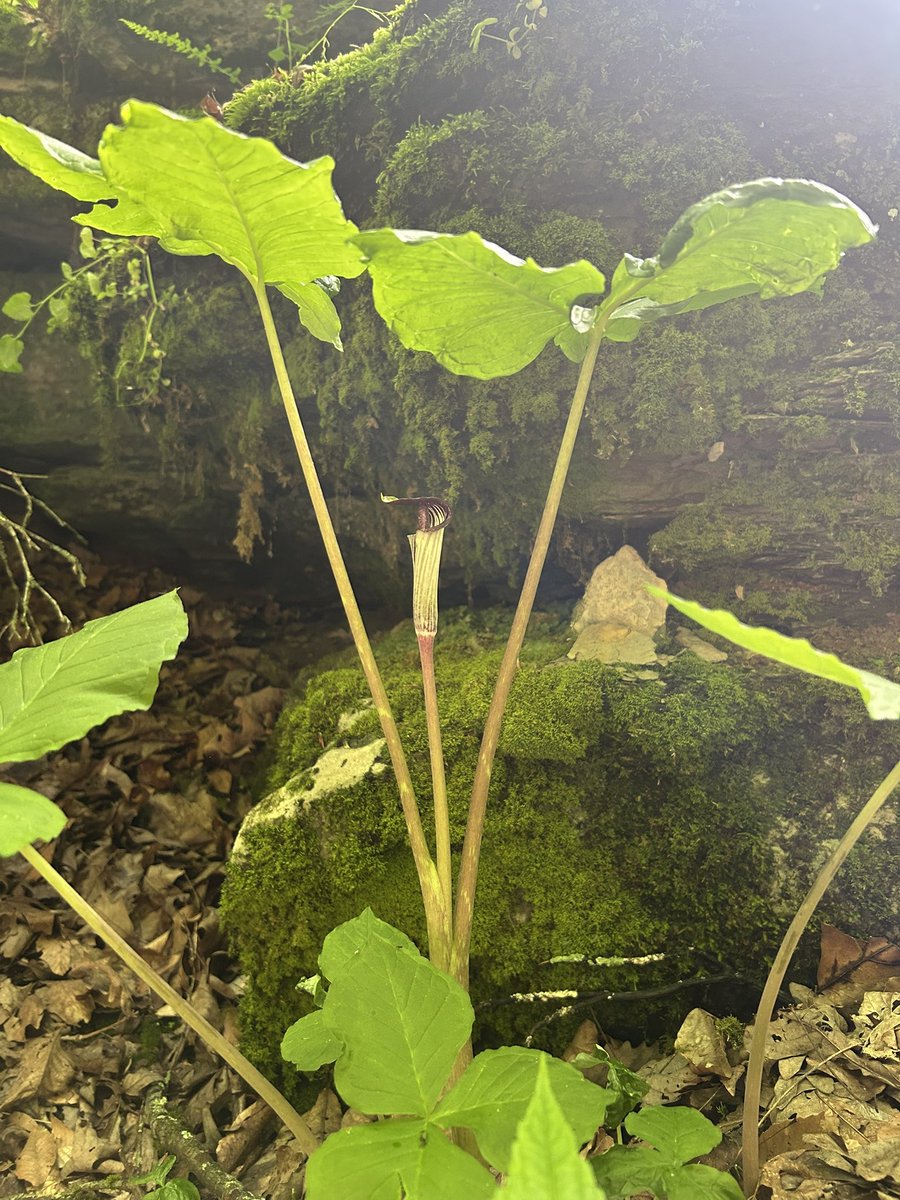 MammothCaveNP's tweet image. Yeah, we’re known as the longest cave in the world, but we have some pretty cool sites on the surface as well.
Jack-in-the-pulpit(Arisaema triphyllum) at the historic entrance.