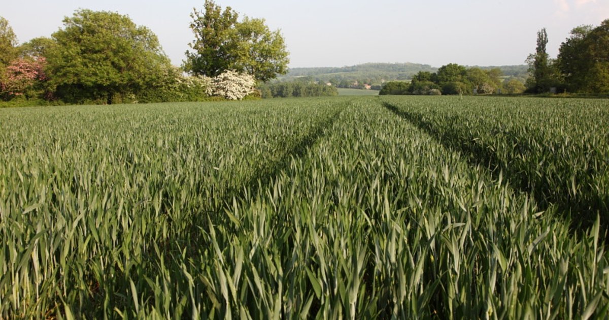 There’s plenty of septoria in #wheat crops waiting for rain. 🌾

Even with the driest spring in over a century, applying a robust fungicide spray at T2 is vital to ensure disease levels are kept in check hubs.la/Q03nj8v70