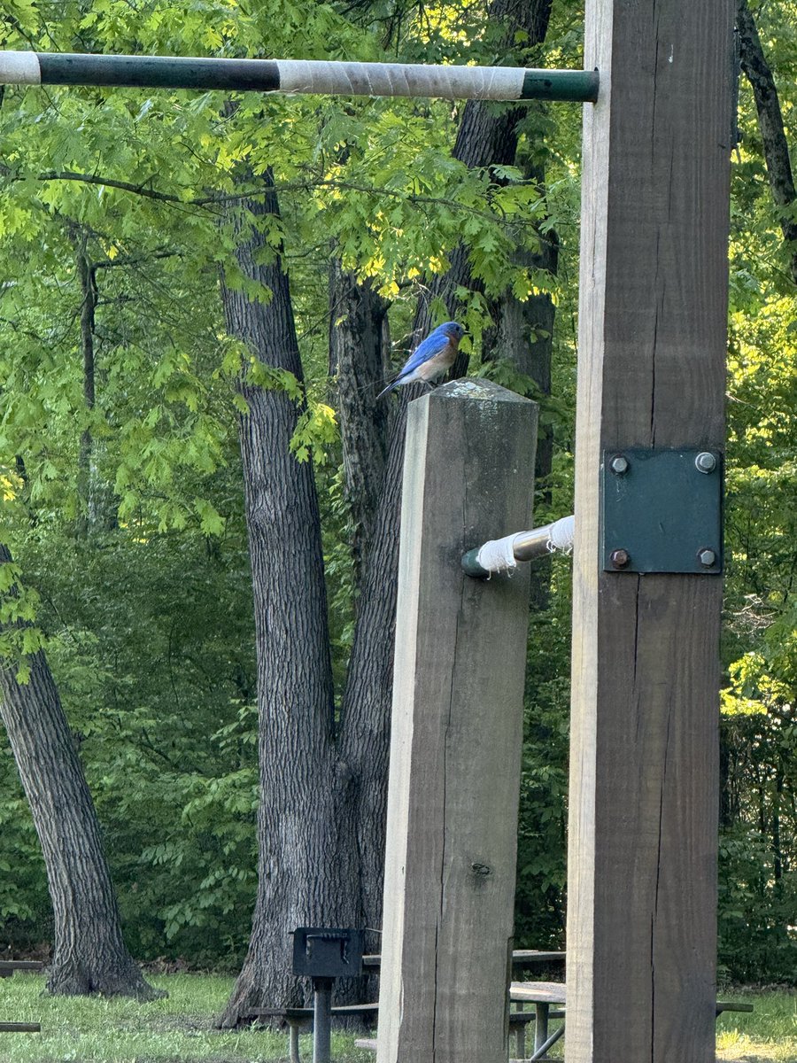 Bir_IsTheWord's tweet photo. Eastern Bluebird. https://t.co/UDJnwtYa9O