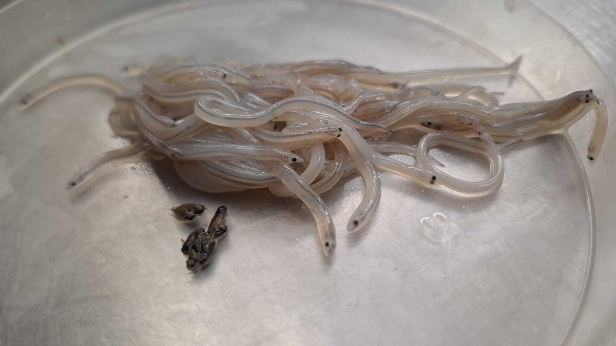 ICATMAR1's tweet photo. Avui hem fet el primer anàlisi biològic d'angules en el marc de l'Observatori Científic de l'Anguila 🔬🐟. Les dades recollides ens ajudaran a entendre millor la seva biologia i a proposar mesures per protegir aquesta espècie tan vulnerable.
#EMC #FEMPA @agriculturacat @ICMCSIC https://t.co/FVkKhYIGq5