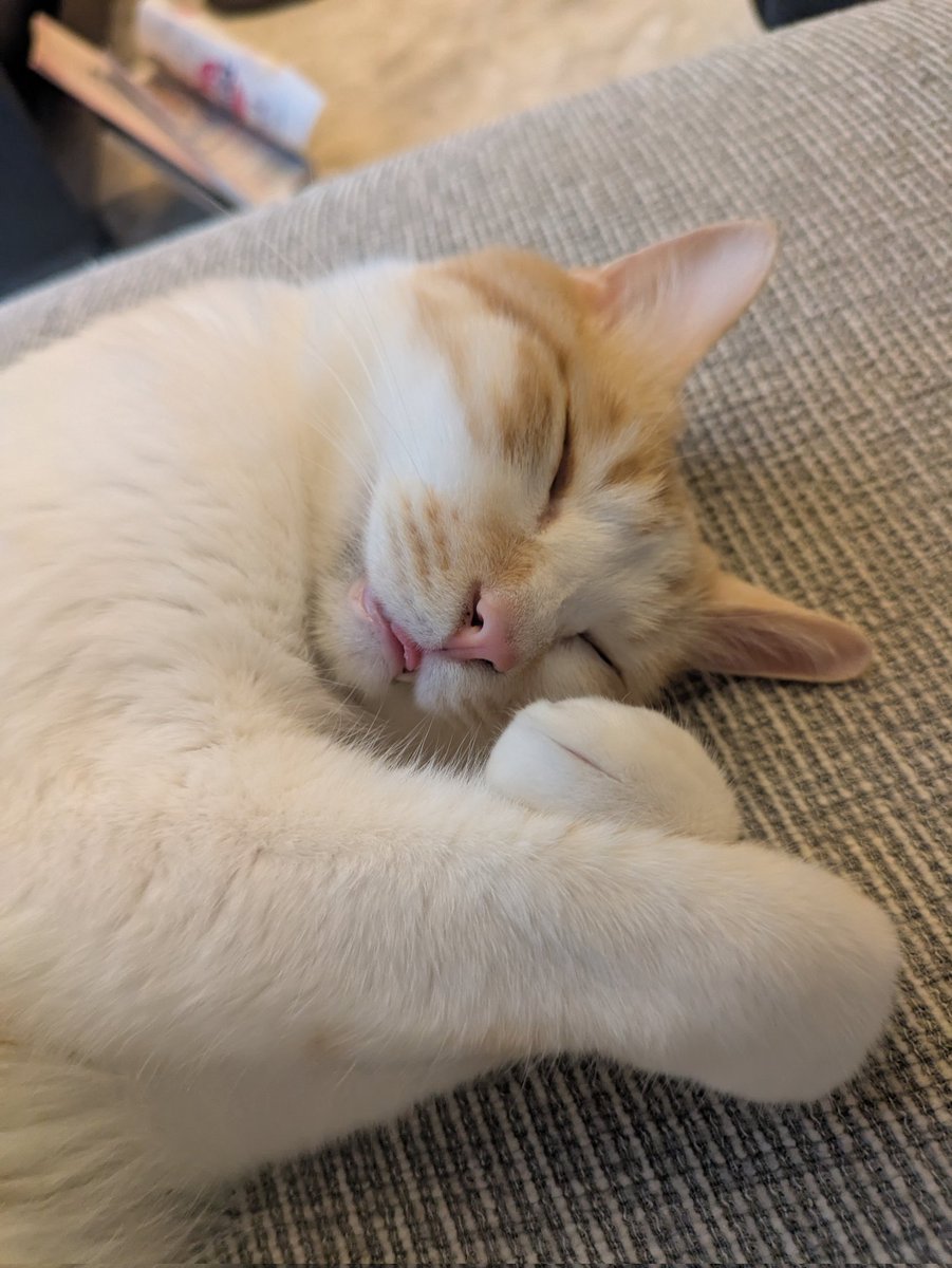 P0315's tweet photo. 🐺😺 https://t.co/6nNv4cYdB1