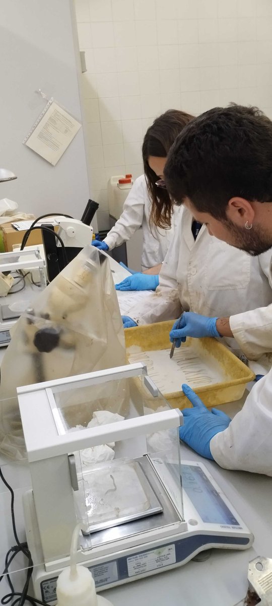 ICATMAR1's tweet photo. Avui hem fet el primer anàlisi biològic d'angules en el marc de l'Observatori Científic de l'Anguila 🔬🐟. Les dades recollides ens ajudaran a entendre millor la seva biologia i a proposar mesures per protegir aquesta espècie tan vulnerable.
#EMC #FEMPA @agriculturacat @ICMCSIC https://t.co/FVkKhYIGq5