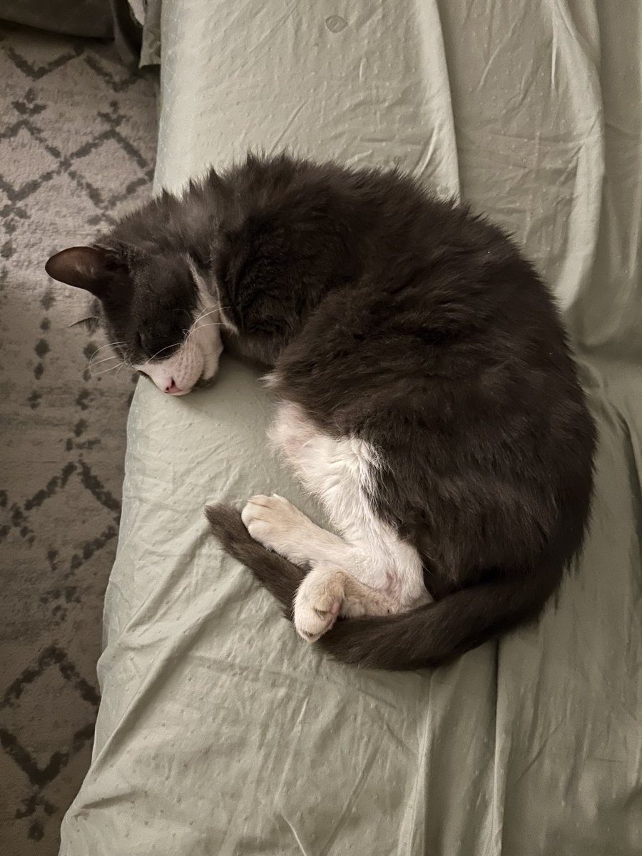 It’s #takeanaptuesday and that’s exactly what I’m doing today😹have a great #tunatuesday pals! ❤️Teddy (and Maggie) #CatsOnX, #catsarefamily,
#bekindalways, #tuxedo 😻😽🐾🐈‍⬛🐕🐶🇺🇸