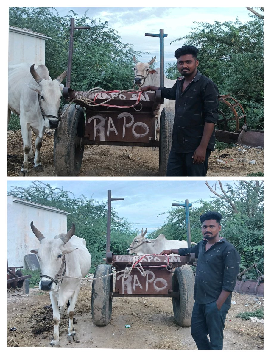 MANIRAM18240571's tweet photo. RAPO గిత్తలు 💥
@ramsayz annaya
@Dega_ramsayz @imchanukya https://t.co/J4MtAUhEbe