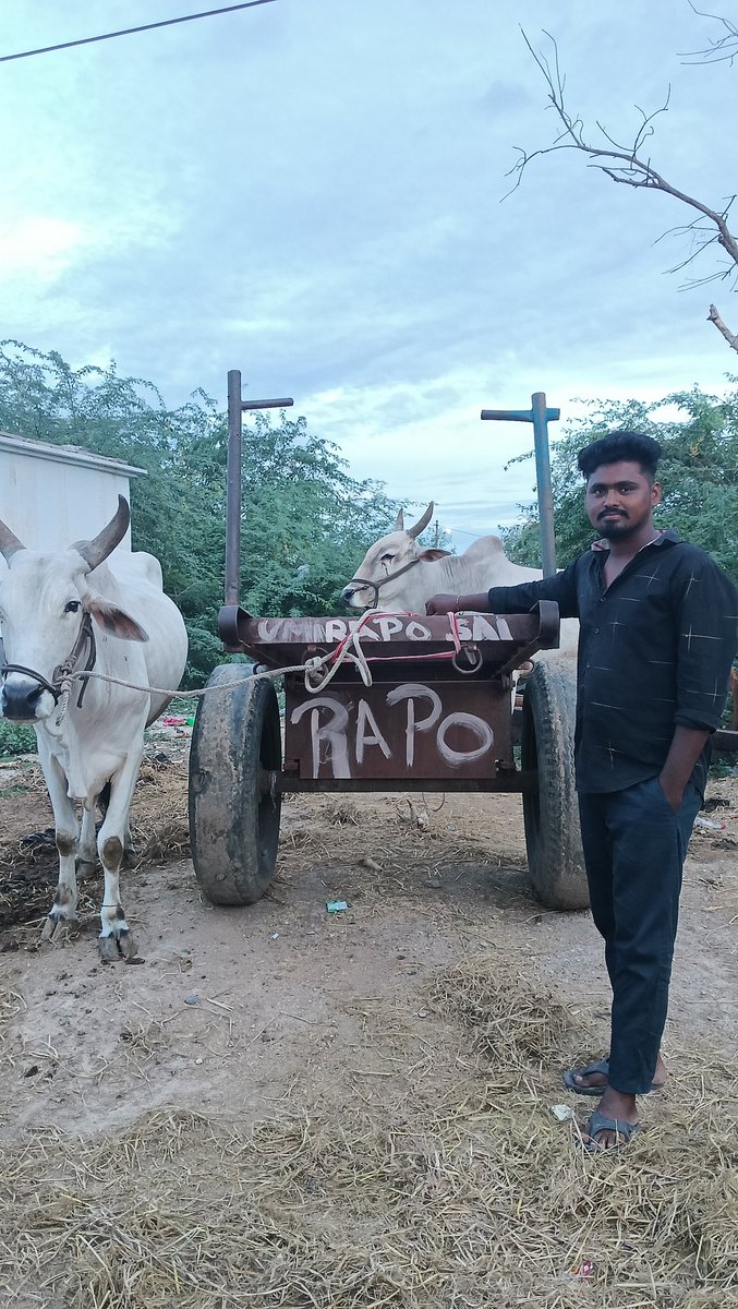 MANIRAM18240571's tweet photo. RAPO గిత్తలు 💥
@ramsayz annaya
@Dega_ramsayz @imchanukya https://t.co/J4MtAUhEbe