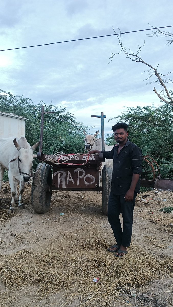 MANIRAM18240571's tweet photo. RAPO గిత్తలు 💥
@ramsayz annaya
@Dega_ramsayz @imchanukya https://t.co/J4MtAUhEbe