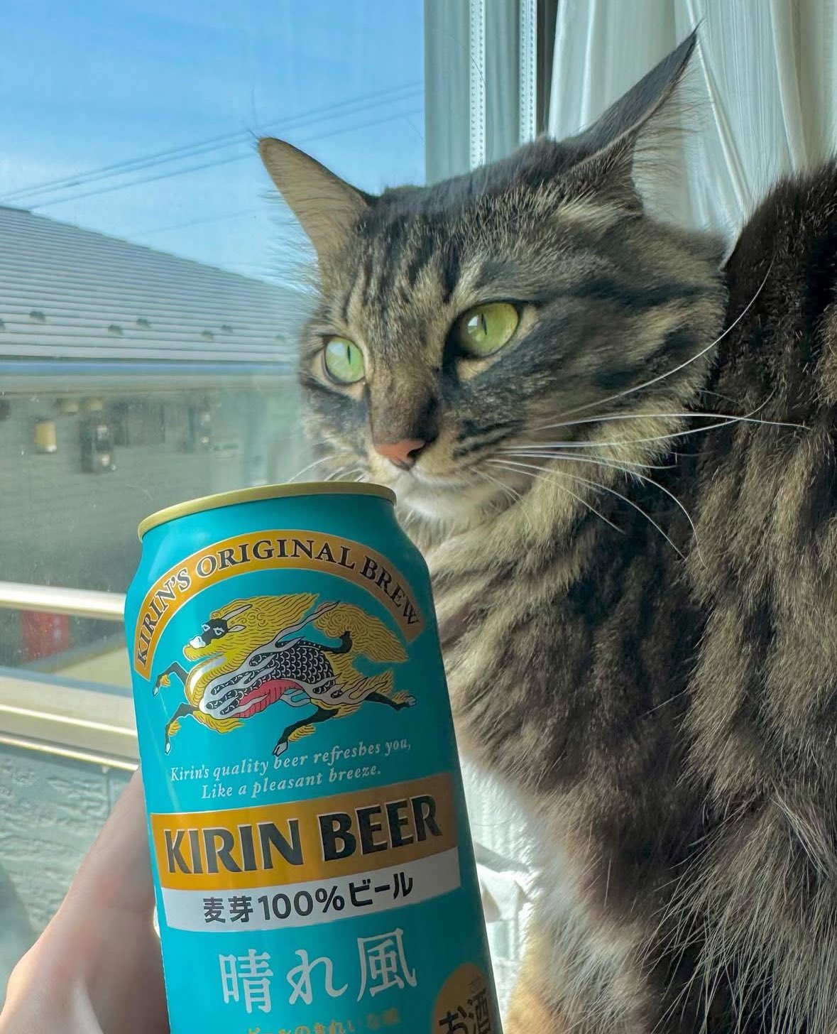 キリンビール / KIRIN BEER on X: 