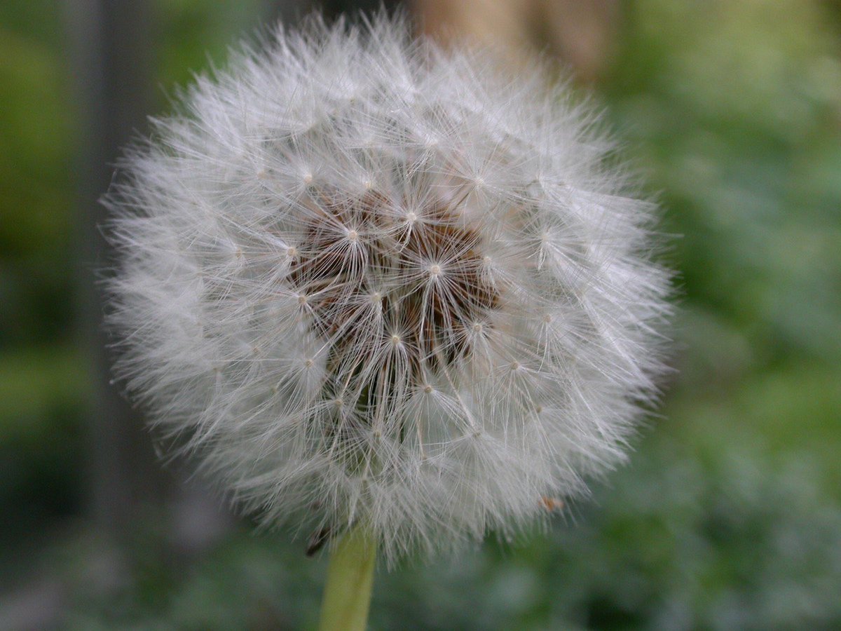 Marcaroni tweet media