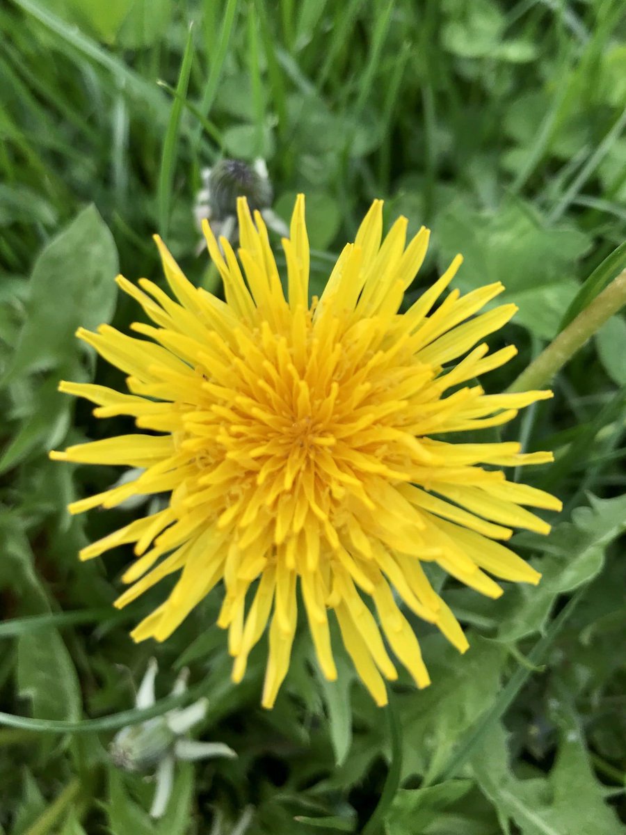 Marcaroni tweet media