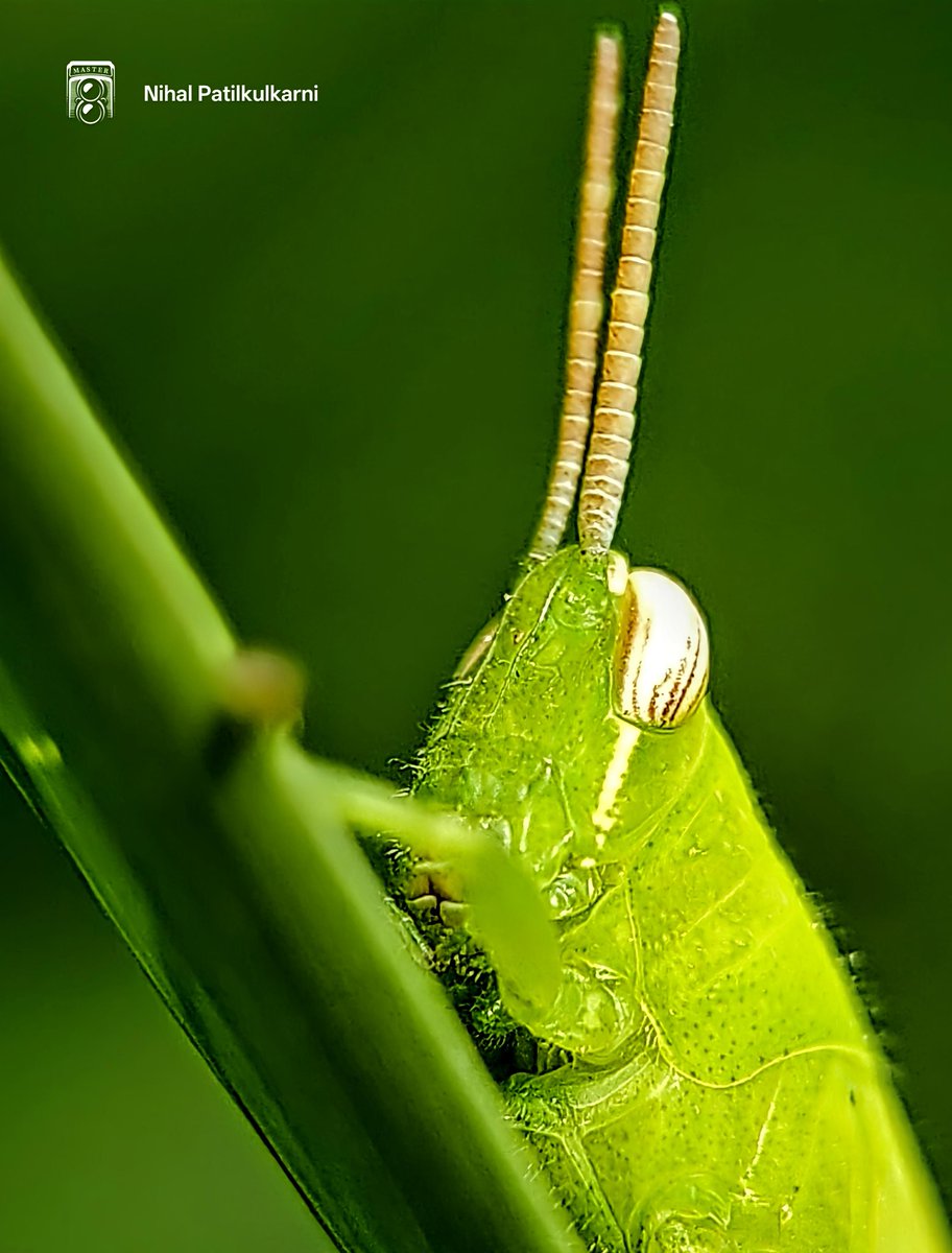 nihalpatilkulka's tweet photo. Up close with a Grasshopper (Family: Acrididae) — a tiny marvel blending perfectly into its green world. Nature's design is truly awe-inspiring
  #InsectMacro @SachinAcharya @parishjoshi @IndiAves
@8ntmuch @TactfulThinker
@hernanriverol @hernanriverol @AnnukkaNummela #Indiaves https://t.co/wtfsnxYeJq