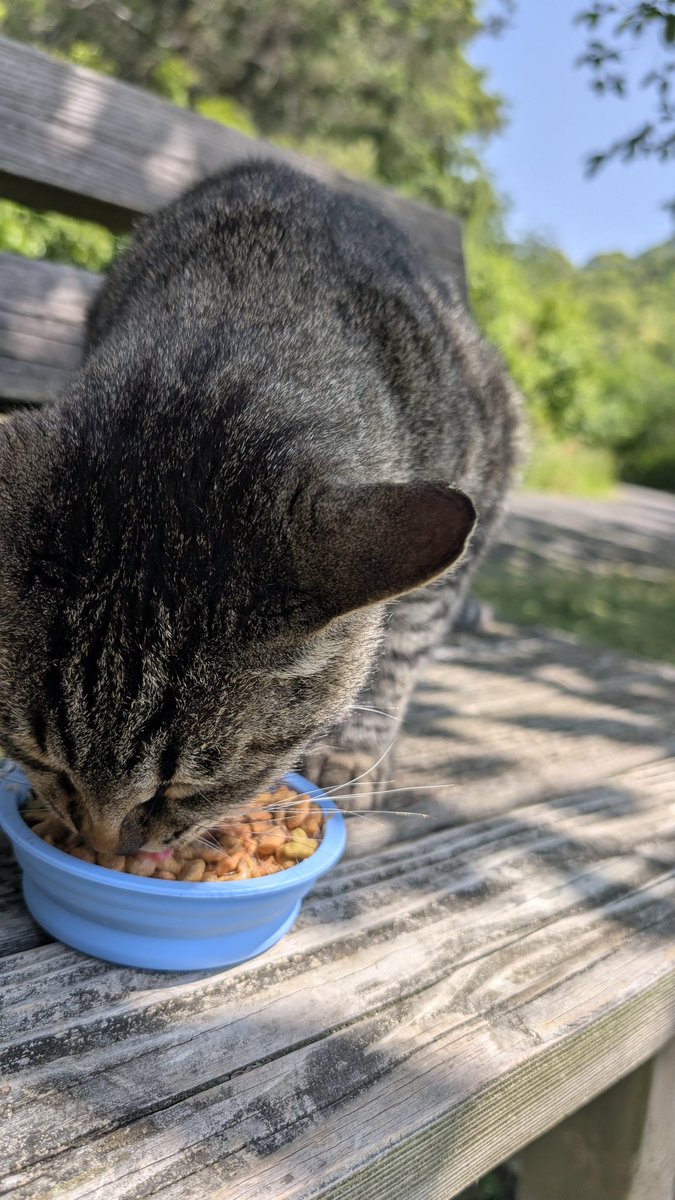 coffe733555's tweet photo. おやすみのニャー🐱 #猫 #俳句 #短歌
[金魚の名 書かれた当たり棒を挿す]

[掬われた夢見る金魚の行く末を決める子供の無邪気さよ]

仲直りしてたって👵🏼が☺
🐈‍⬛と奥さん🐱
子猫おいて何処かに出かけ現れなかった😅
いつもの🐱今日は28℃💦新しい
カップで水分補給🥤
おやすみなさい(^_ _)zzZ🍊 https://t.co/JF7F0aLdew