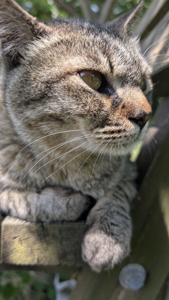 coffe733555's tweet photo. おやすみのニャー🐱 #猫 #俳句 #短歌
[金魚の名 書かれた当たり棒を挿す]

[掬われた夢見る金魚の行く末を決める子供の無邪気さよ]

仲直りしてたって👵🏼が☺
🐈‍⬛と奥さん🐱
子猫おいて何処かに出かけ現れなかった😅
いつもの🐱今日は28℃💦新しい
カップで水分補給🥤
おやすみなさい(^_ _)zzZ🍊 https://t.co/JF7F0aLdew