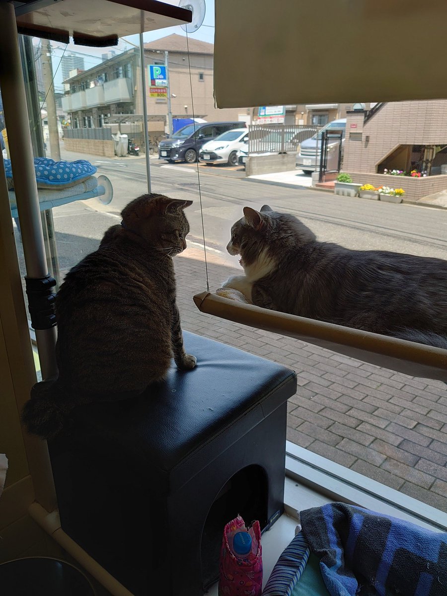 THUNDER00433813's tweet photo. ホテルのノルウェージャンちゃん。トラニャンと仲良し☺
他のワンコさん達とも上手にお付き合い✌
本当は猫ちゃんはフリーにしないのだけどこの子は特別。
#トラニャン　#トラ　#看板猫トラニャン
#ノルウェージャンフォレストキャット 
#柴犬　#柴　#日本犬
#トイプードル　#プードル
#猫写真 https://t.co/S5ZJUD5T8D