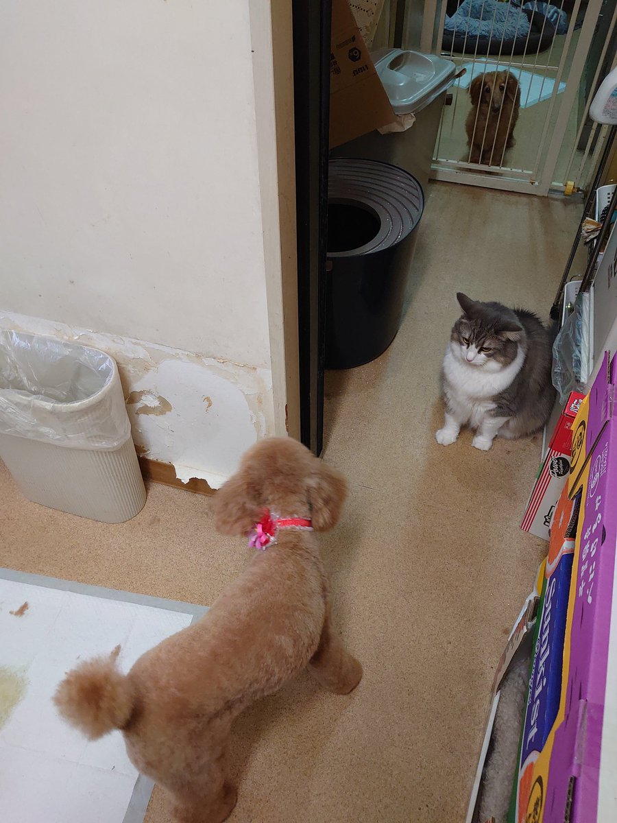 THUNDER00433813's tweet photo. ホテルのノルウェージャンちゃん。トラニャンと仲良し☺
他のワンコさん達とも上手にお付き合い✌
本当は猫ちゃんはフリーにしないのだけどこの子は特別。
#トラニャン　#トラ　#看板猫トラニャン
#ノルウェージャンフォレストキャット 
#柴犬　#柴　#日本犬
#トイプードル　#プードル
#猫写真 https://t.co/S5ZJUD5T8D