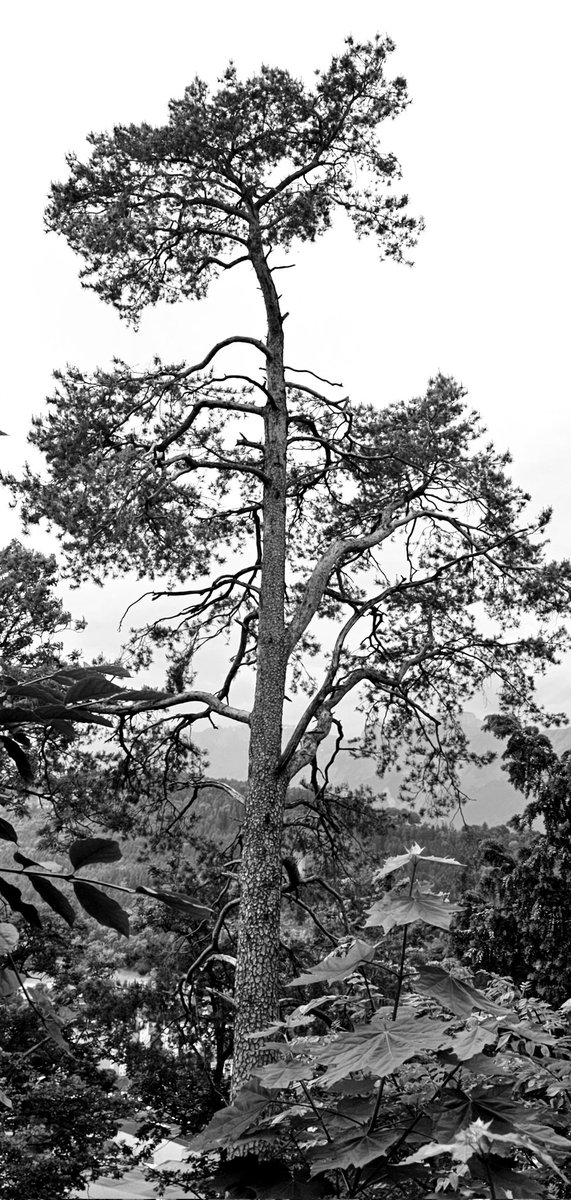 Drabbles153's tweet photo. #NFTkaltenstein #nature #tree #fullformat #Feldkirch #Vorarlberg #Austria #Documentary #photography #today #walking
#blackandwhite #monochrome
#モノクロ #写真 #白黒 https://t.co/d2djJkFZbs
