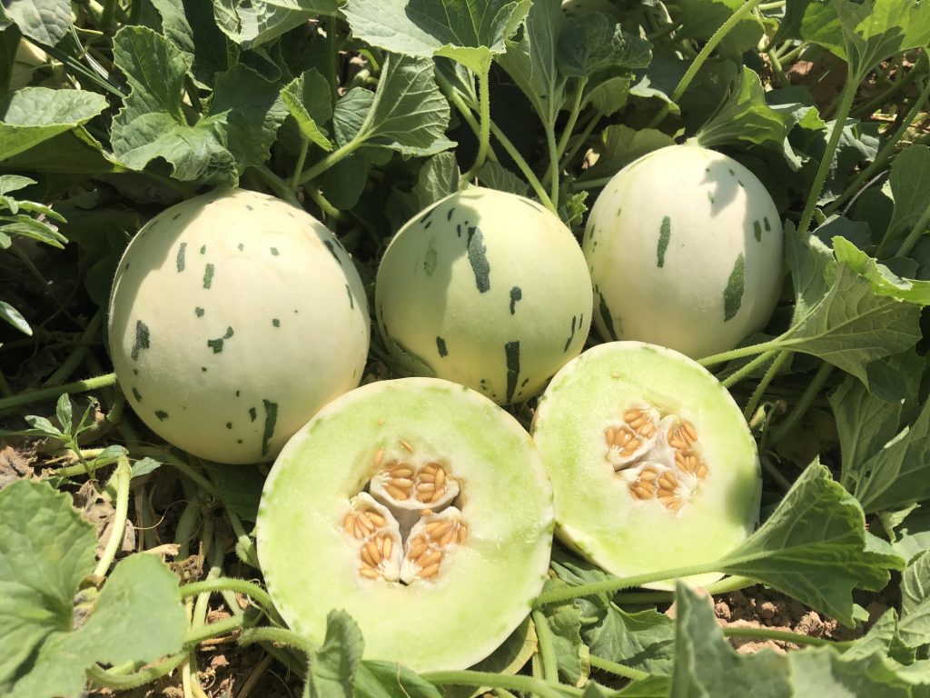 La Huerta Digital 📱 (@huerta_digital) on Twitter photo Semillas, a la vanguardia en innovación de melón y sandía 🍈🍉 <a href="/BASF_AgroES/">BASF Agro España</a> | <a href="/SyngentaES/">Syngenta España</a> | <a href="/SemillasFito/">Semillas Fitó</a>
<a href="/valenciafruits/">Valencia Fruits</a> 📲 Las casas de semillas destacan el melón tipo Dino que está ganando popularidad en los últimos años 📲 valenciafruits.com/semillas-vangu… Semillas, a la vanguardia en innovación de melón y sandía 🍈🍉 <a href="/BASF_AgroES/">BASF Agro España</a> | <a href="/SyngentaES/">Syngenta España</a> | <a href="/SemillasFito/">Semillas Fitó</a>
<a href="/valenciafruits/">Valencia Fruits</a> 📲 Las casas de semillas destacan el melón tipo Dino que está ganando popularidad en los últimos años 📲 valenciafruits.com/semillas-vangu…
