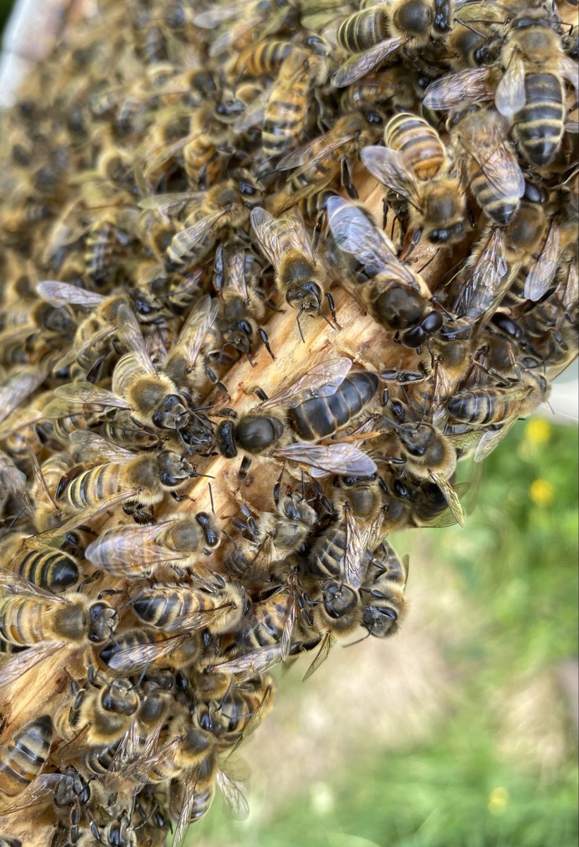theUL's tweet photo. 🐝Just in time for #WorldBeeDay, we have a new Queen Bee at the UL hive! 🐝

This queen, who is about 6 days old, needs a name. Can you help us think of one?

📷Photos by Melonie Schmierer-Lee

#CambridgeUniversityLibary https://t.co/4cxFoQKvkB