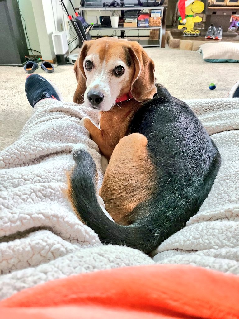 wonderbeaglemurphy tweet media