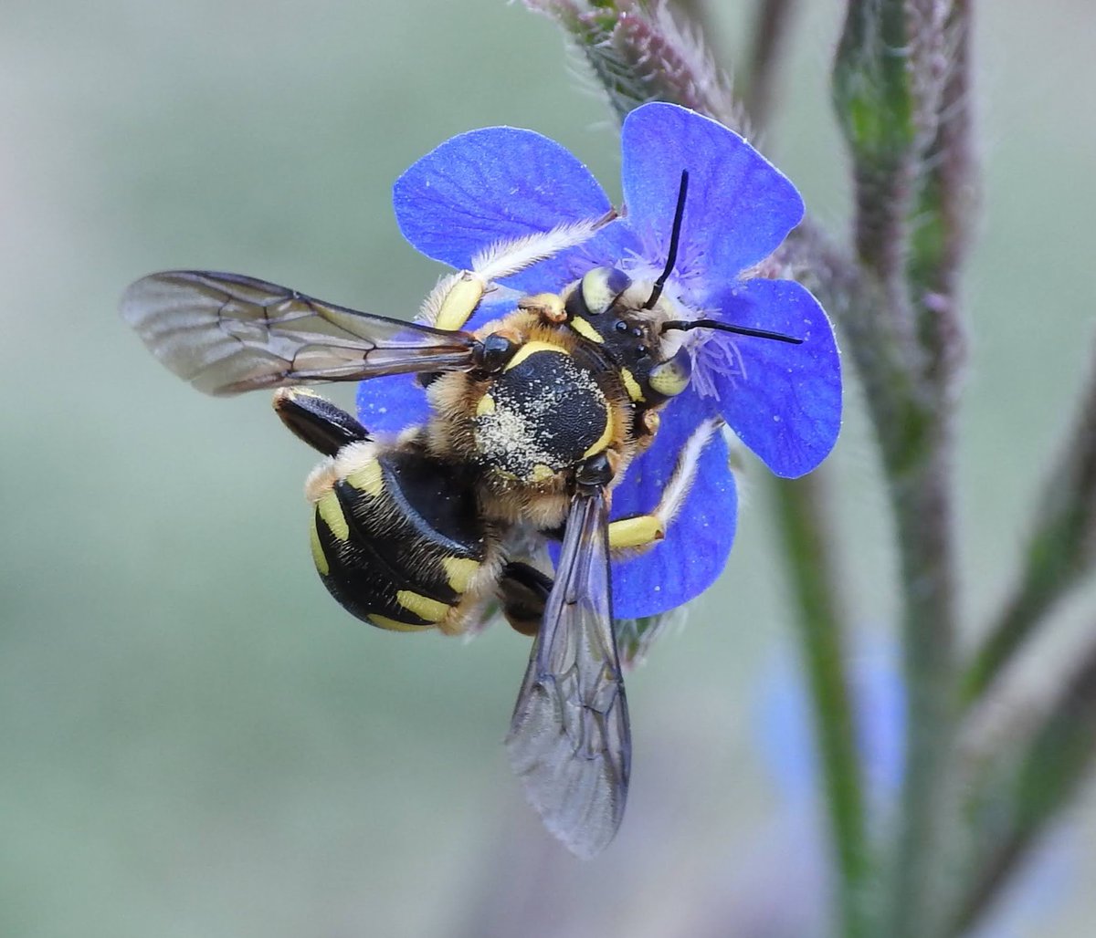 Hoy es el Día Mundial de las Abejas 🐝 El <a href="/RJBOTANICO/">REAL JARDÍN BOTÁNICO</a> <a href="/CSIC/">CSIC</a> trabaja en difundir su importancia para la diversidad vegetal. 
Os invitamos a participar en este concurso de fotografía. + Info: rjb.csic.es/educacion/proy… 
Colaboran <a href="/FECYT_Ciencia/">FECYT</a> <a href="/Abeja_Silvestre/">AbejasSilvestres</a> <a href="/txaverius/">Javier Martín</a>
📷 J.Martín