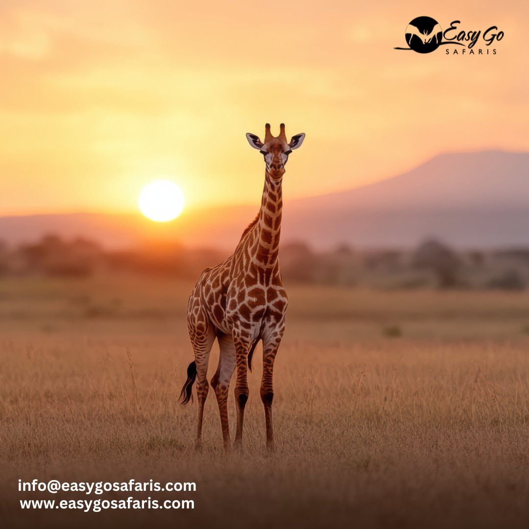 EasyGoSafaris's tweet photo. There’s nothing quite like witnessing the gentle grace of a giraffe against an African sunset. Let us take you closer to nature’s quiet magic—where every moment becomes a memory.

info@easygosafaris.com
https://t.co/BPUMyjpsAp

#EasyGoSafaris Lucy Connolly Tommy #PoliticsLive https://t.co/NMDXfRpMNQ