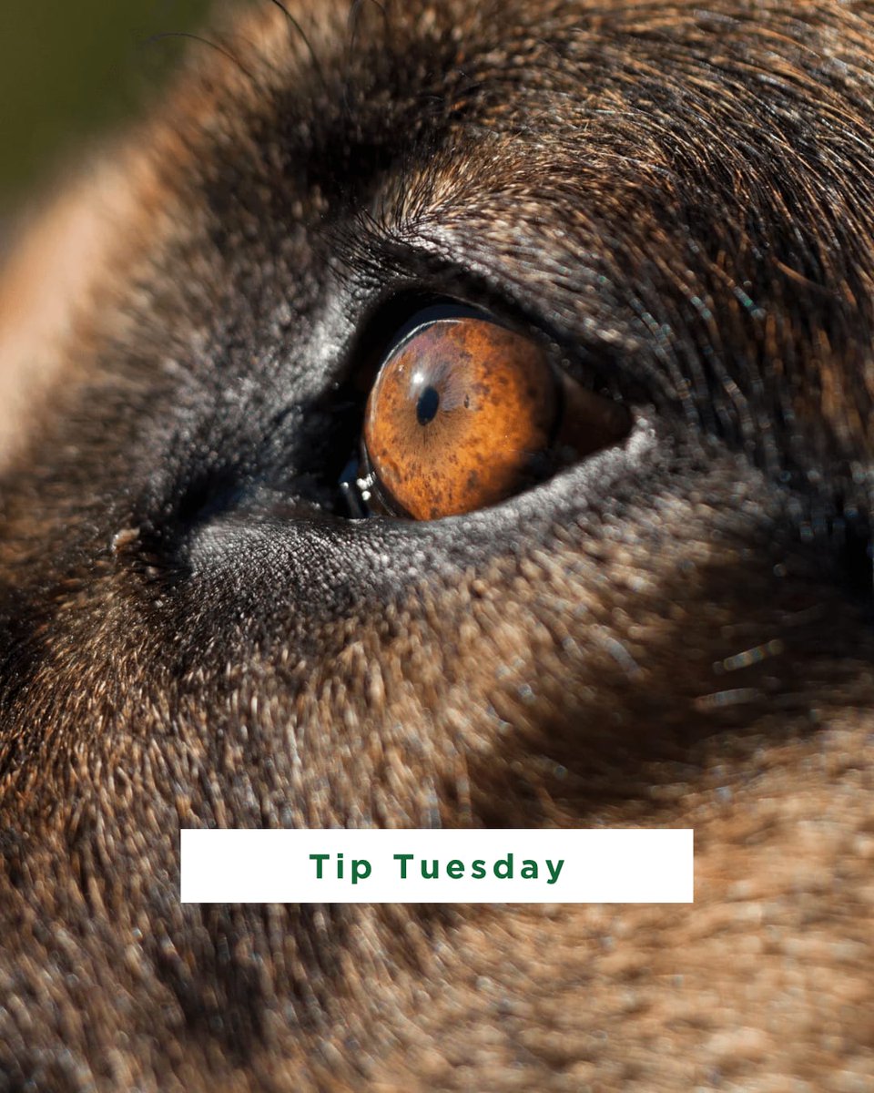 dogtrainerscot's tweet image. Your dog is always communicating - especially with their eyes.

👀 Soft gaze = relaxed and safe
👁️ Whale eye = stressed or uncomfortable
Learning their language builds trust.

#DogBodyLanguage #TipTuesday #TrustTheDog #DogTrainingTips #BarkBustersUSA