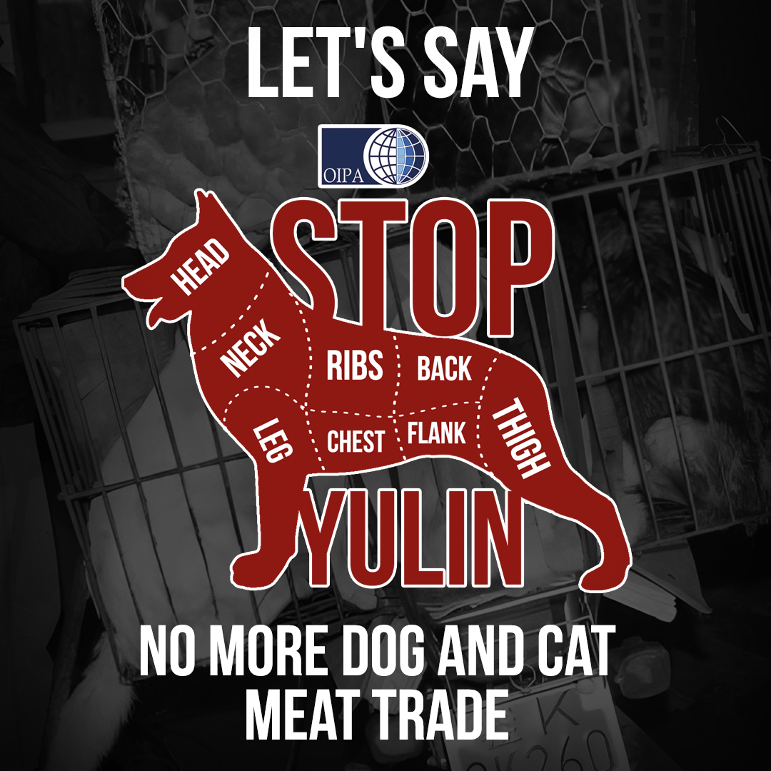 The slaughter of dogs and cats in Yulin must end. China can no longer ignore what is happening.

Support our initiative and send a letter of protest too!
👉oipa.org/international/…
#YulinFestival