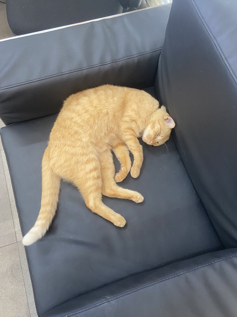 aproveitando venho aqui falar de mais um mascote da UFSM que merece o reconhecimento,  o mimi, pro reitor dos assuntos felinos, que reside na secretaria do ru e pelos arredores, ele está todo dia com seu pratinho de comida dormindo no sofá, ele é o chefe da secretaria