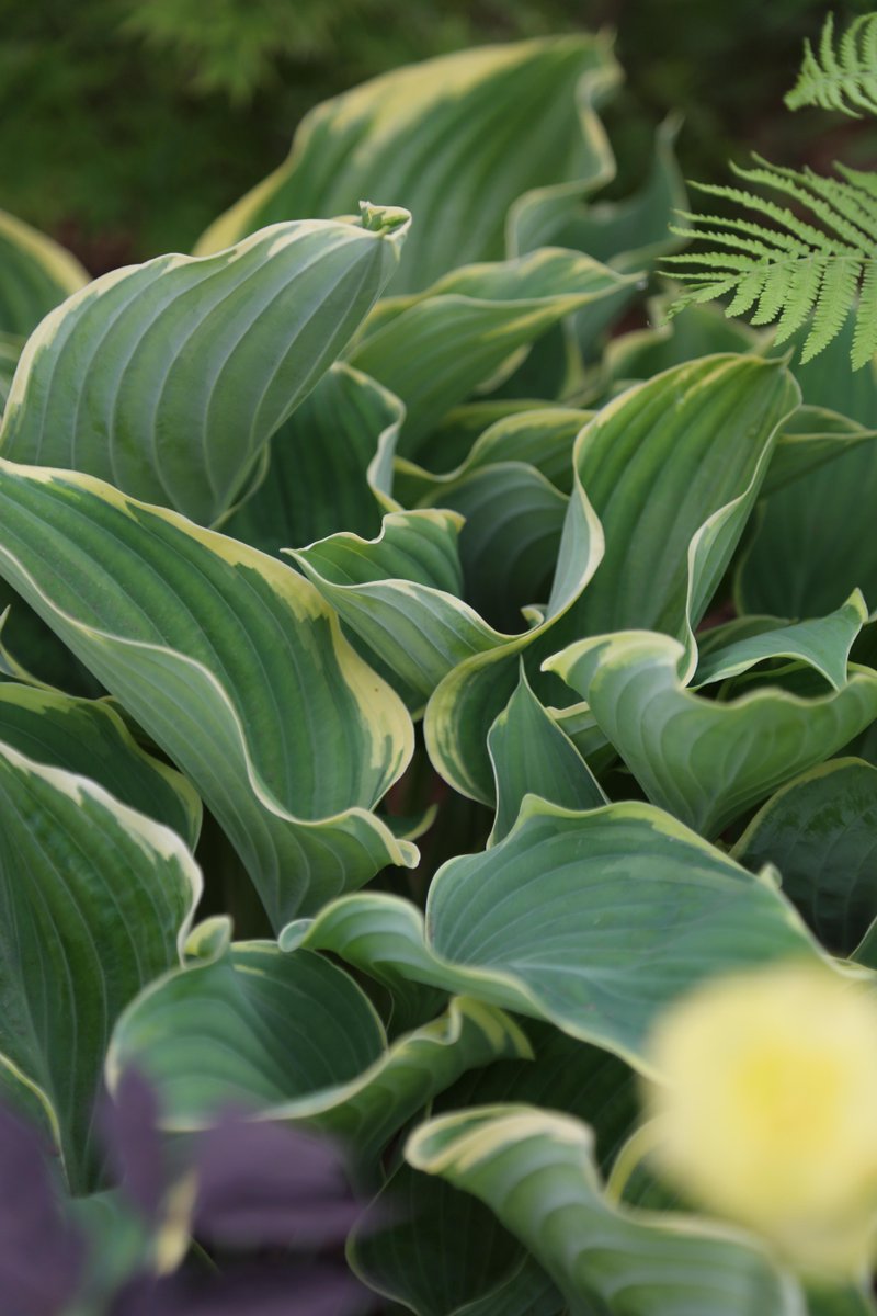 Check out Moore and Moore's fabulous selection of shade and woodland plants in the Pavilion. 
Trying to bring some life to a shady area of your garden? Comment down below and our experts could enlighten you with some helpful tips during our daytime coverage tomorrow on BBC One!