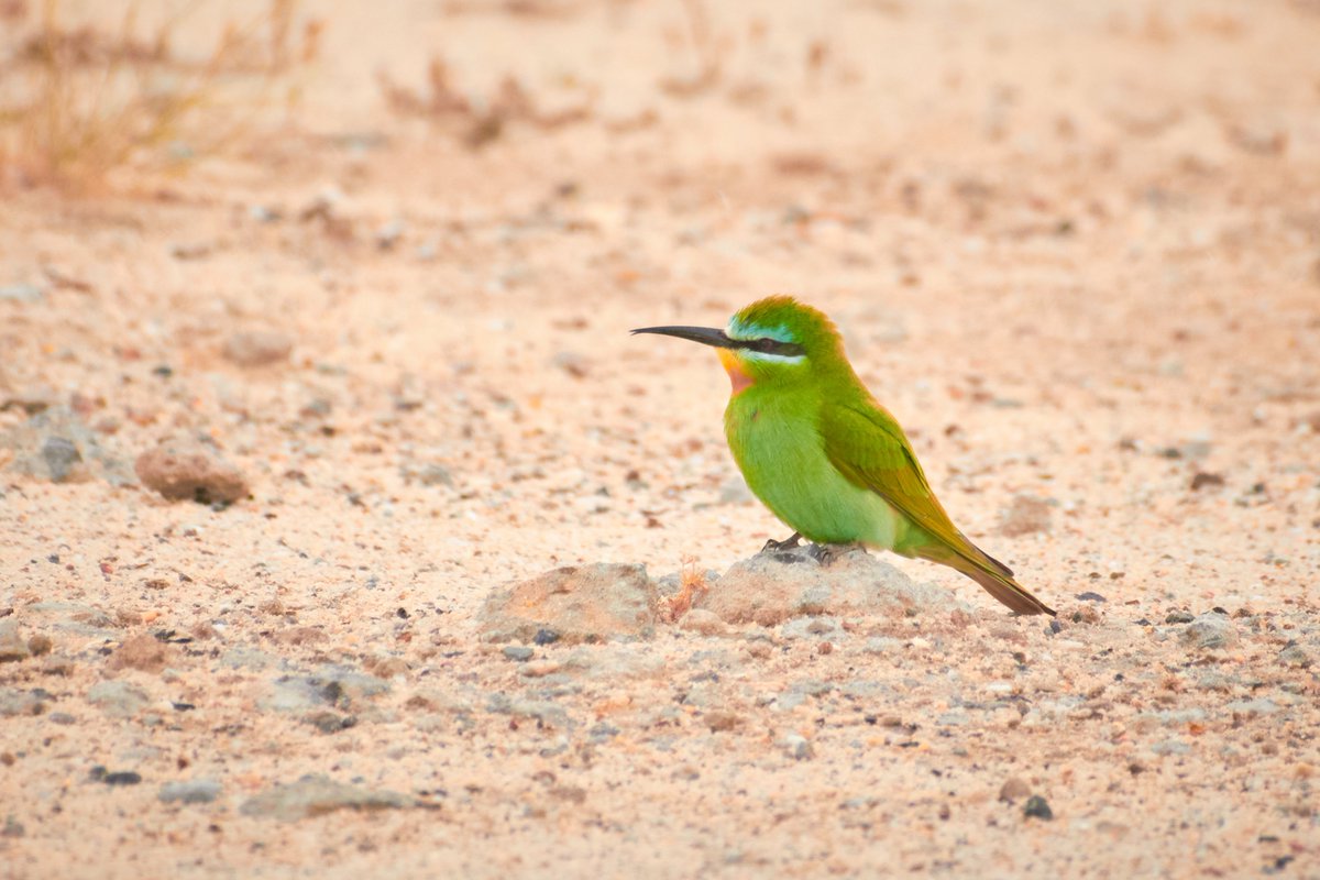 bownaankamal's tweet photo. Kuwait Wildlife | Photo by @bownaankamal
1) Kentish Plover | Jahra
2) Mauryan Grey Shrike | Jahra
3) Northern wheatear | Abu Halifa
4) Squacco Heron (Ardeola ralloides) | Jahra
.
.
#wildlifeofkuwait #bownaankamal #nikonmea #jawswildlife #nikonshots #kuwait #ourwild #yourshotphotographer #wildlife #total_shot #kuwaitwildlife
