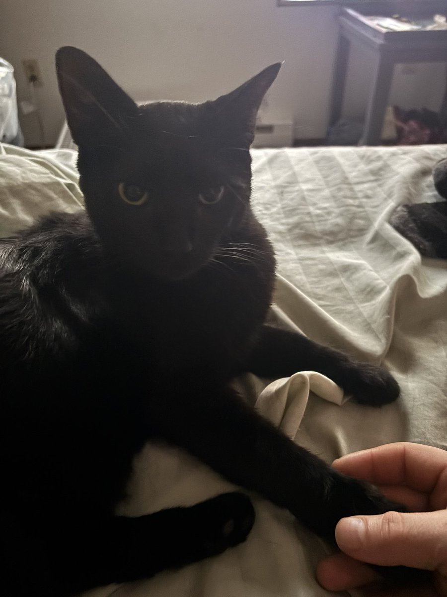 killersquirts's tweet photo. Happy Tuesday from Killer the house panther 

#CatLovers, #CatLife, #Meow, #CatsofWorld, #KittyLove, #FelineFriends, #Purrfect, #CuteCats, #LoveCats, #CatNap, #FluffyFelines, #KittenLove, #FurryFriends, #AdorableCats, #CatPerson, #CatObsessed, #CatsAreLove, #Pawsome, https://t.co/7QMgLjcJso