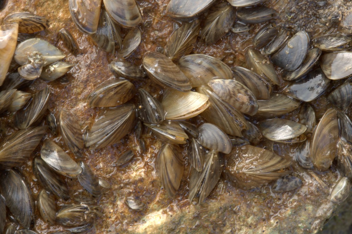TPWDnews's tweet photo. The importance for Boaters to “Clean, Drain, and Dry”

https://t.co/VBl67svF9X

#boatlife #boating #invasivespecies #zebramussels #Texas #summer #fishinglife https://t.co/59SSOHQbB2