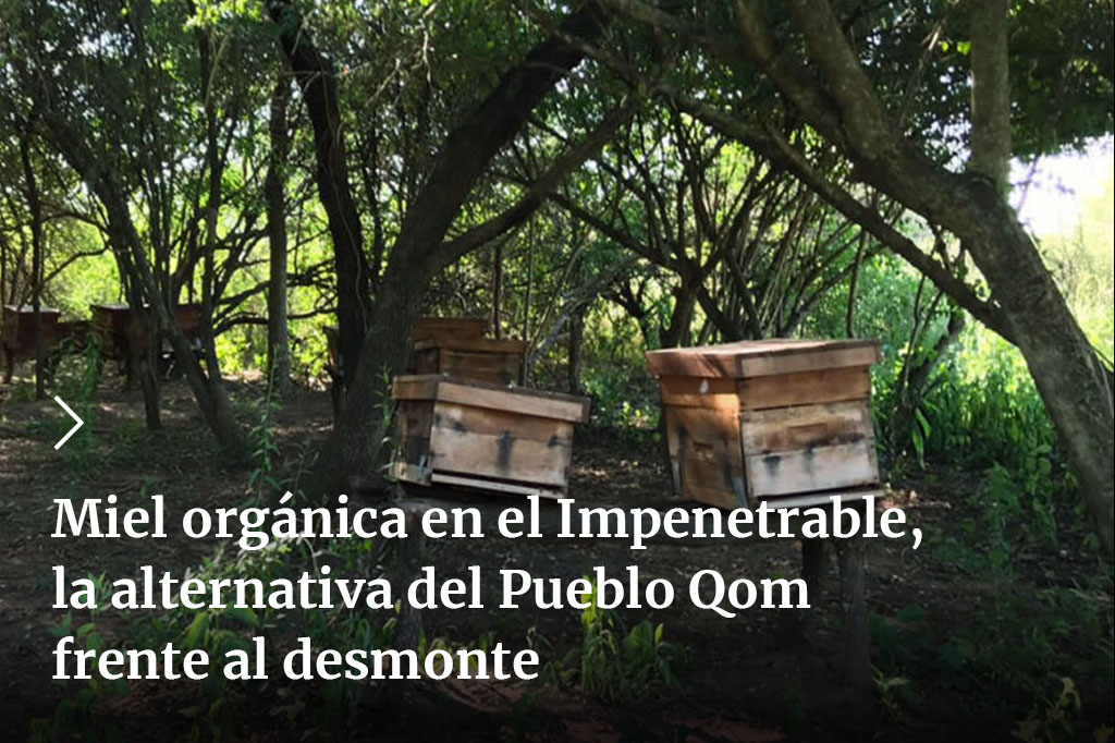 #DiaMundialDeLasAbejas  🐝
En tres localidades del Impenetrable chaqueño el Consejo Chi'ishe del Pueblo Qom produce miel orgánica. Cuentan con apiarios en una extensión de 300 kilómetros, una red que buscan ampliar para proteger el monte nativo 🌳
➡️bit.ly/3xNafxW