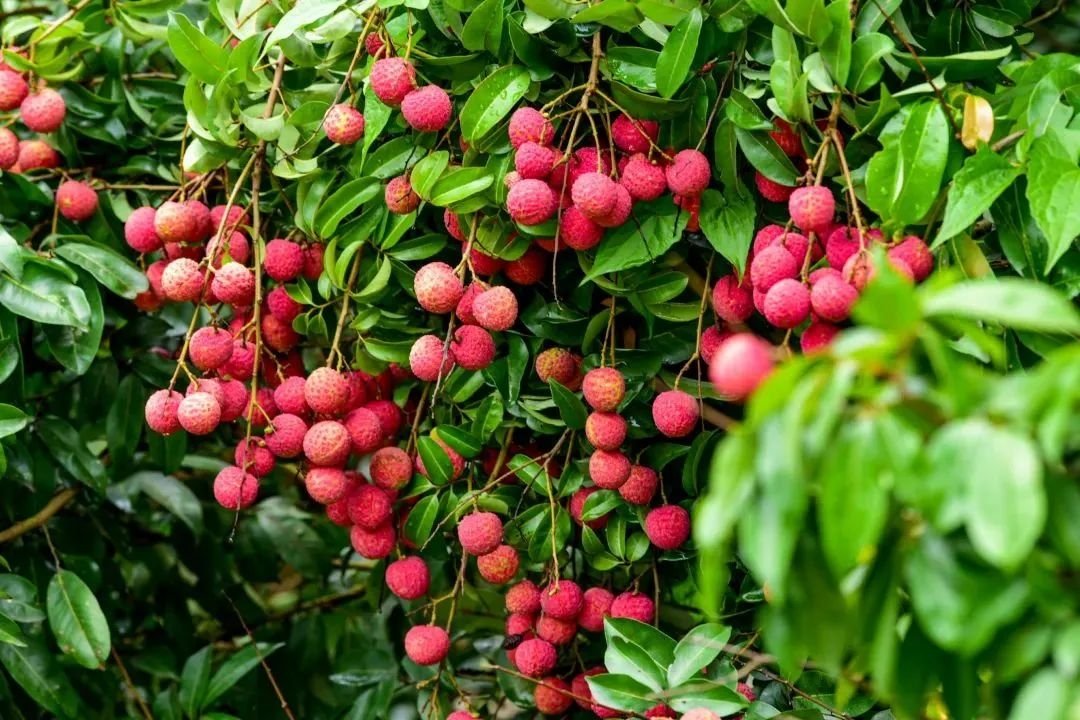 dgtalker's tweet photo. 东莞荔枝，你最爱哪一味？

糯米糍、桂味、观音绿、冰荔、岭丰糯、唐夏红、莞香荔、莞福红、妃子笑～ https://t.co/6rmtDChM9e