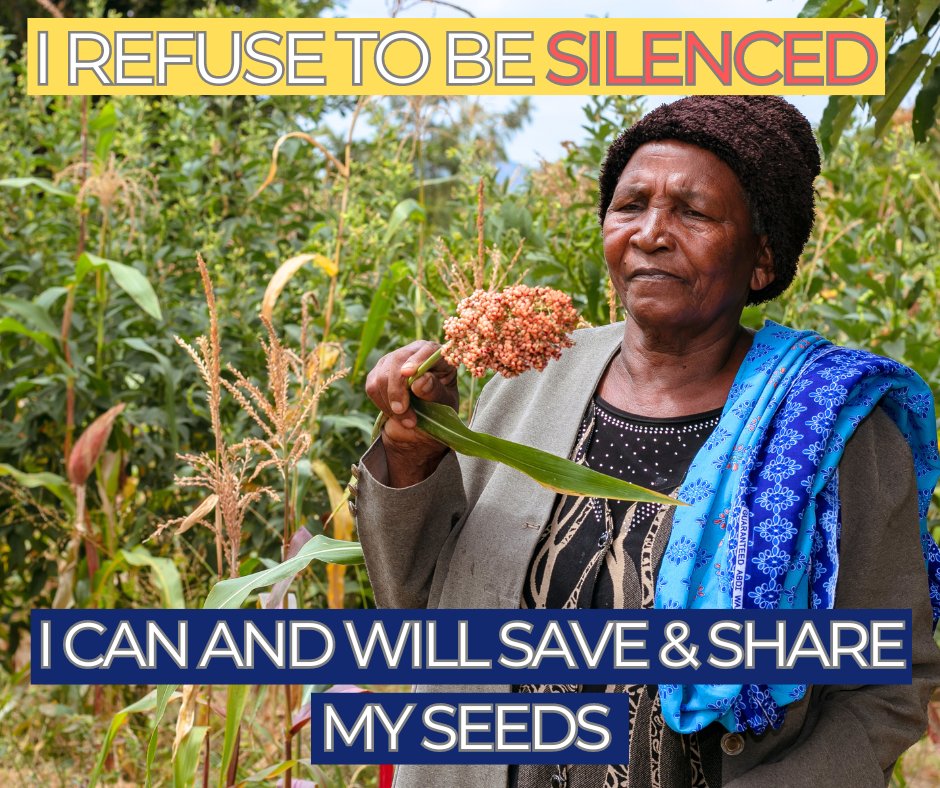 victorhenu's tweet photo. Over 80% of Kenyan farmers rely on indigenous seed systems. The Seed Act criminalizes that. Are we ready to lose our food diversity &amp; independence? We say NO. 
Sign the Petition: https://t.co/RlPpEZEvBO
@BIBA_Kenya 
@Seedsavers_KE
@LawSocietyofKe 
#SaveOurSeeds 
#SeedsAreLife https://t.co/CP65Oj6Atg