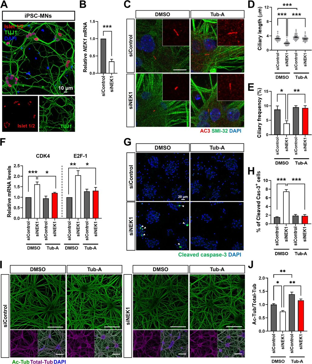 MolNeuro's tweet photo. 'Mutations in NEK1 cause #ciliary dysfunction as a novel pathogenic mechanism in #AmyotrophicLateralSclerosis'

Min-Young Noh, Seong-il Oh, Young-Eun Kim...Minyeop Nahm, Seung Hyun Kim #ALS #mitochondria

https://t.co/3zdHx5wMYG https://t.co/jYK0vzW6j5