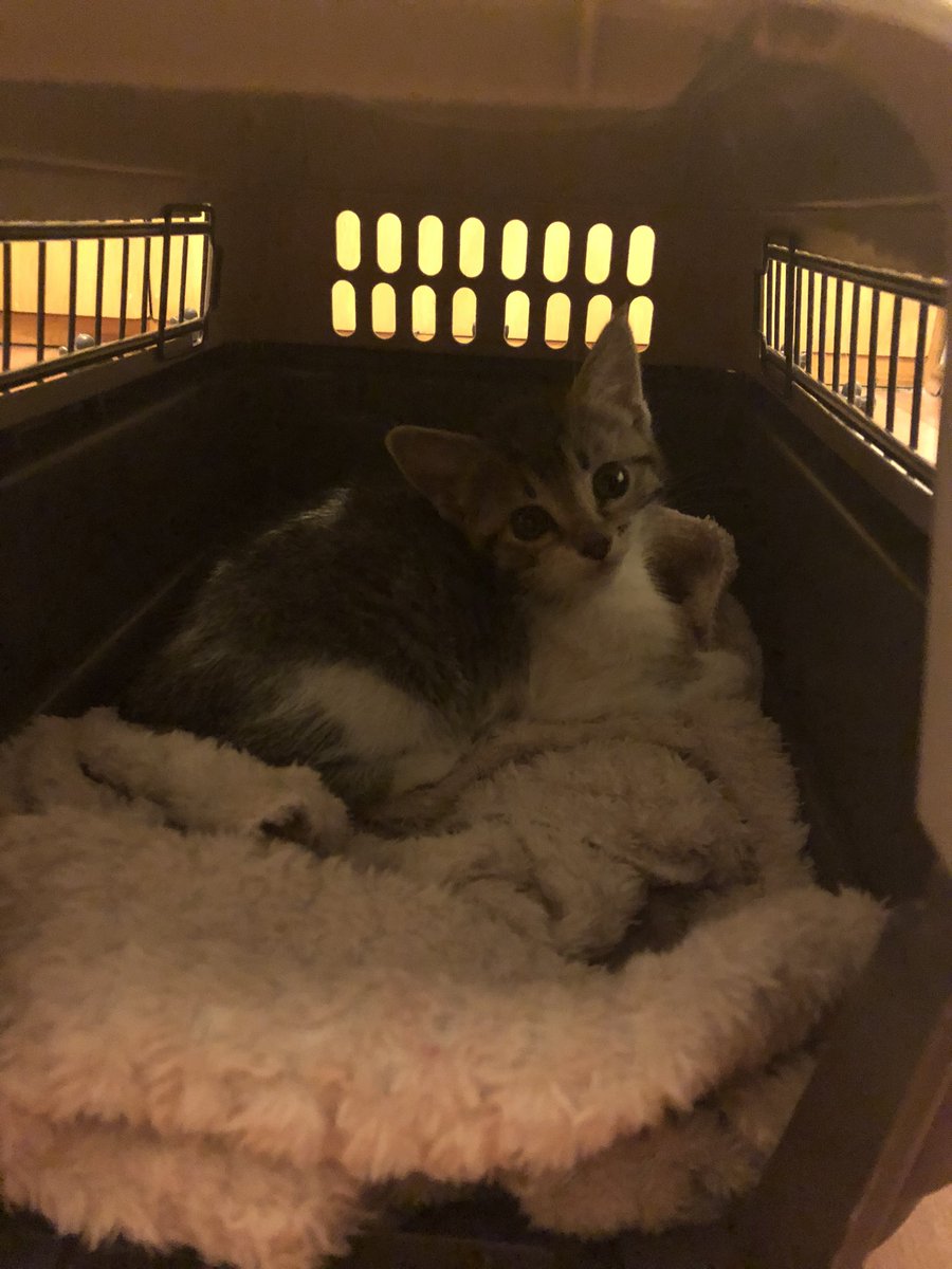 Todo parece indicar que habrá otro integrante de esta familia