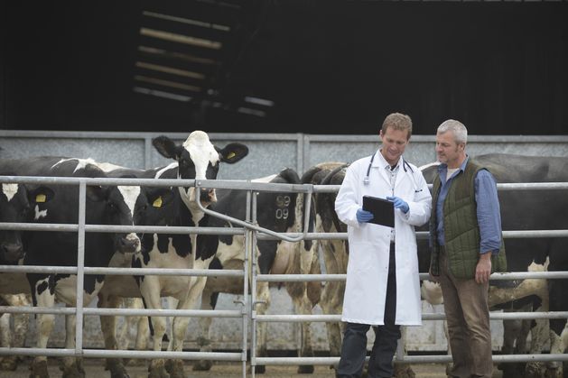 Subsidies are needed to safeguard rural vets – Veterinary Council independent.ie/farming/news/s…