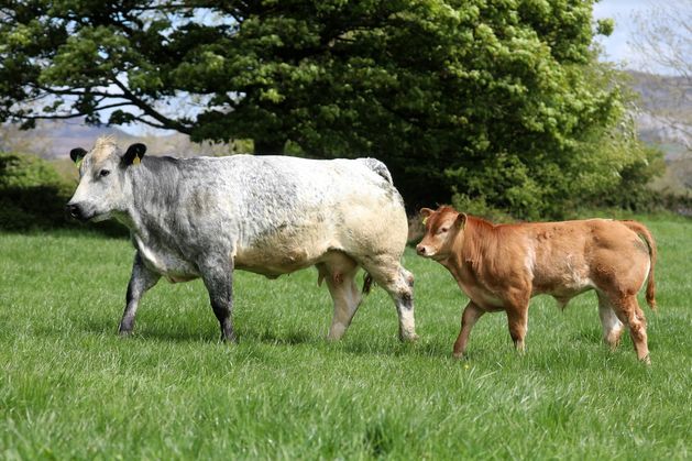 Confidence surges in sucklers after years of ‘doom and gloom’ independent.ie/farming/beef/c…