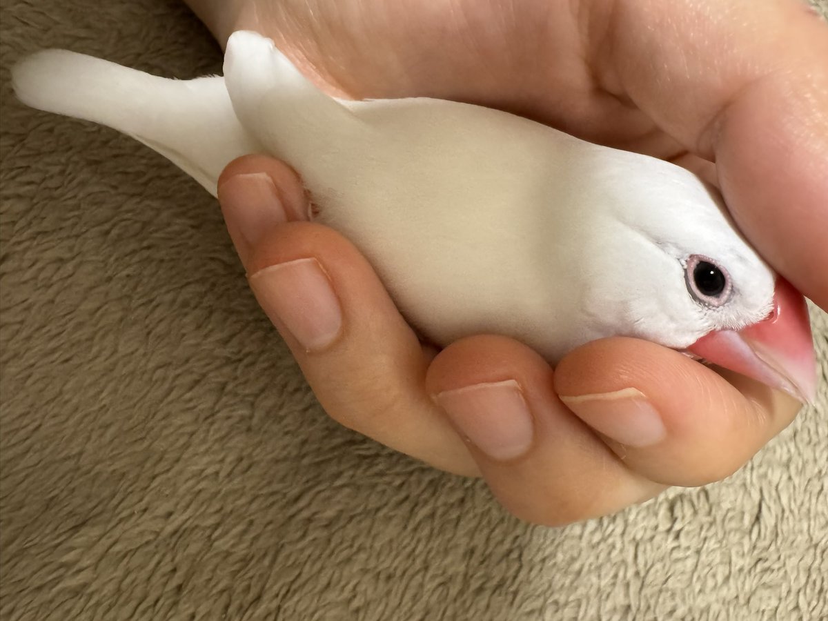 🍉椋鳥🍎🐦‍⬛🥛🫛🍓🐈‍⬛🕯️🥦🍒🐕‍🦺🕊️🫑🍅🐃🦢🥬 (@mukudori_1) on Twitter photo 