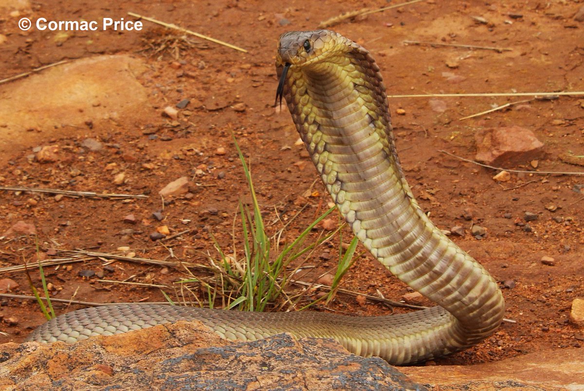 C_MrPrice's tweet photo. I've decided to make a BlueSky. Predominantly because many reputable, informative, and reliable accounts here haven't just made a BlueSky but left entirely. You can find me on BlueSky https://t.co/4WGkZR3yK0 
Also, a stunning Snouty (snouted cobra Naja annulifera) from March https://t.co/pCU15LDc2c
