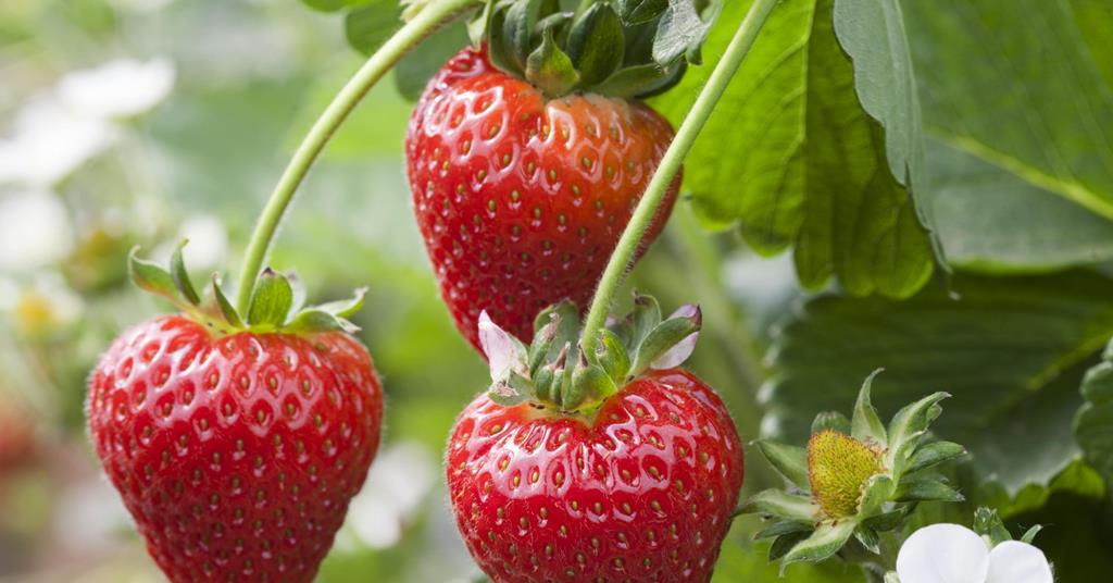 AVA berry varieties show way for Angus ow.ly/iMGs1069sLz