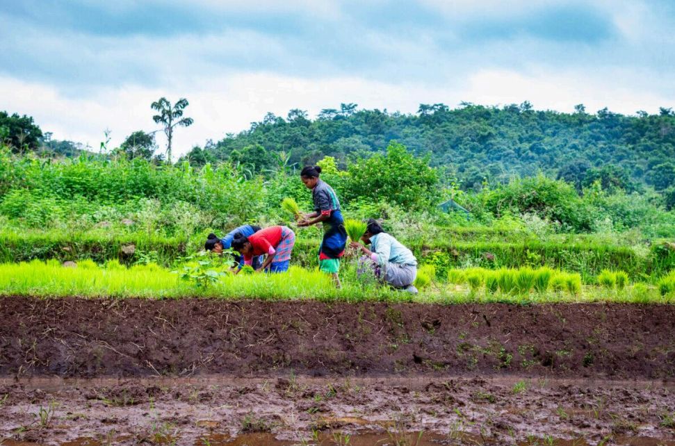 MGNREGA employment fell by 7.1% in FY 2024–25, despite an 8.6% rise in registered households. Avg. workdays dropped by 4.3%, and 100-day completion households fell by 11.9%. 

Read more in our India Tracker FY 2024-25 👉  libtech.in/wp-content/upl… 

#MGNREGA #IndiaTracker