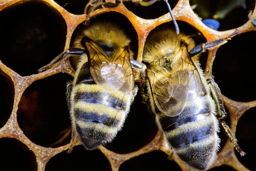 Development Today (@devtodayjournal) on Twitter photo Opinion: <a href="/FAO/">Food and Agriculture Organization</a>'s <a href="/yurdi_yasmi/">Yurdi Yasmi</a> about #bees & #FoodSecurity “Bees are the tireless workers that sustain the crops and wild plants that feed us, protect biodiversity, and keep our agrifood systems resilient. When they falter, so could we”.
development-today.com/archive/2025/d… Opinion: <a href="/FAO/">Food and Agriculture Organization</a>'s <a href="/yurdi_yasmi/">Yurdi Yasmi</a> about #bees & #FoodSecurity “Bees are the tireless workers that sustain the crops and wild plants that feed us, protect biodiversity, and keep our agrifood systems resilient. When they falter, so could we”.
development-today.com/archive/2025/d…
