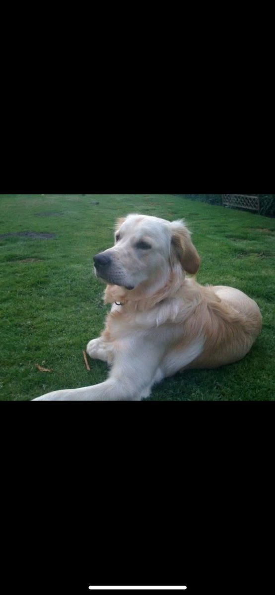 #MindsBestFriend
A very young Chester 🩵