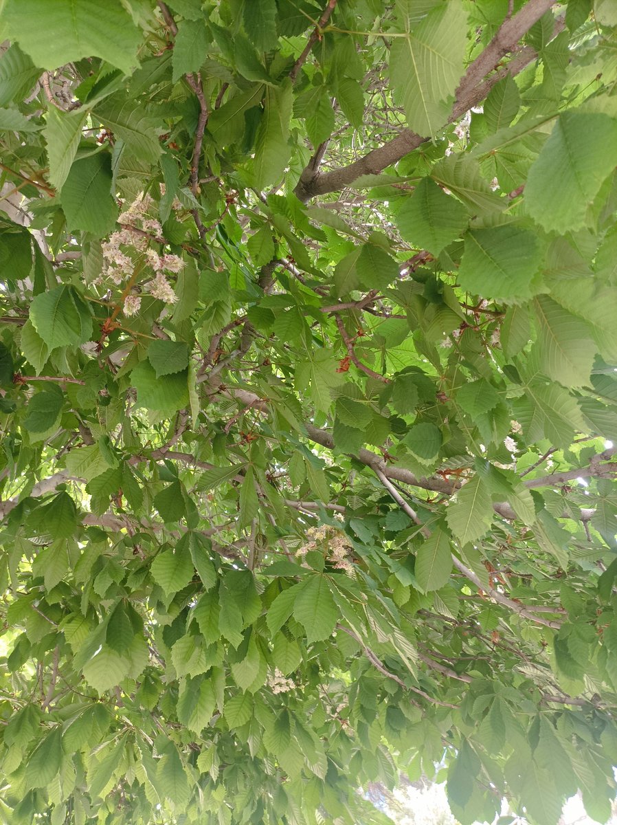 Yeri veya aracı olan varmı görüşelim
