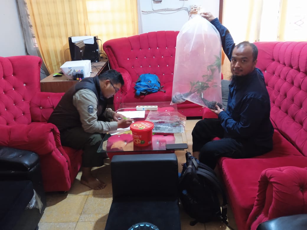 Progress continues on a <a href="/SpeciesFund/">Mohamed bin Zayed Species Conservation Fund</a> supported project to survey &amp; update #IUCNRedList assessments of Indonesian #Magnolia species. Last month <a href="/brin_indonesia/">BRIN Indonesia</a> researchers surveyed 2 sites in West Sumatra, located mature individuals, and collected seedlings of Magnolia sumatrae.