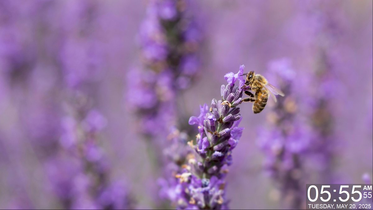 gdiObjects's tweet photo. Today's Daily Wallpaper Refresh from Bing
Small wings, big job. World Bee Day
https://t.co/NdrCLBjf8d
#TodayForWindows #freedownload #tryitforyourself #imageoftheday #pictureoftheday #wallpaperoftheday
#WorldBeeDay https://t.co/MZgsK2YQo8