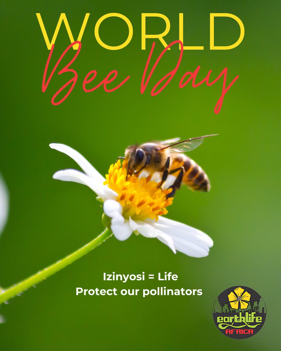 Earthlife Africa JHB (@earthlife_jhb) on Twitter photo 🐝 #WorldBeeDay:🟡 We reflect on how development could impact our pollinators. A #JustTransition would work with people & nature, not against. #SouthAfrica’s #biodiversity must be part of the #climate conversation. #LeaveNoOneBehind #StopMMSEZ #NuclearFreeSA #StopCoal <a href="/ClimateZA/">Presidential Climate Commission</a> 🐝 #WorldBeeDay:🟡 We reflect on how development could impact our pollinators. A #JustTransition would work with people & nature, not against. #SouthAfrica’s #biodiversity must be part of the #climate conversation. #LeaveNoOneBehind #StopMMSEZ #NuclearFreeSA #StopCoal <a href="/ClimateZA/">Presidential Climate Commission</a>