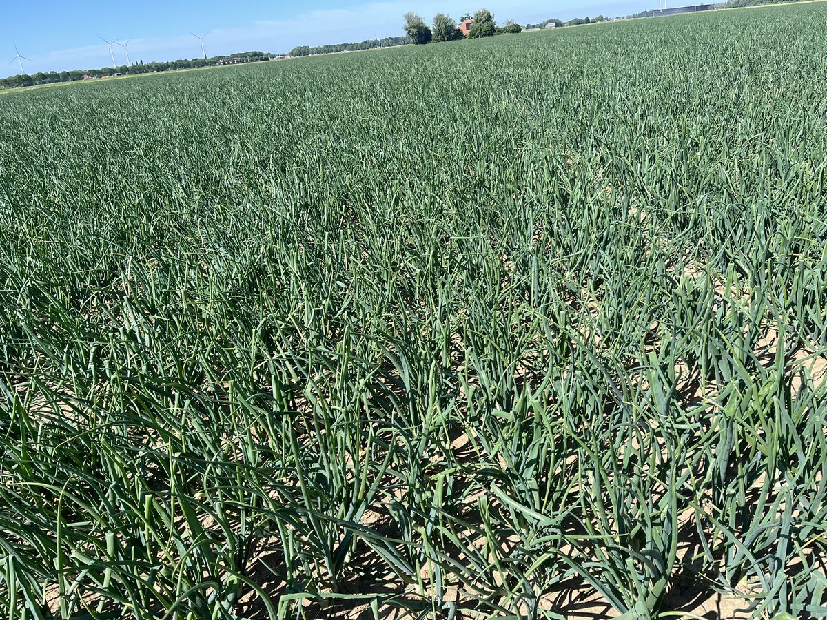 4 de keer winteruien beregenen op goede opgevende #akker #agrifoto